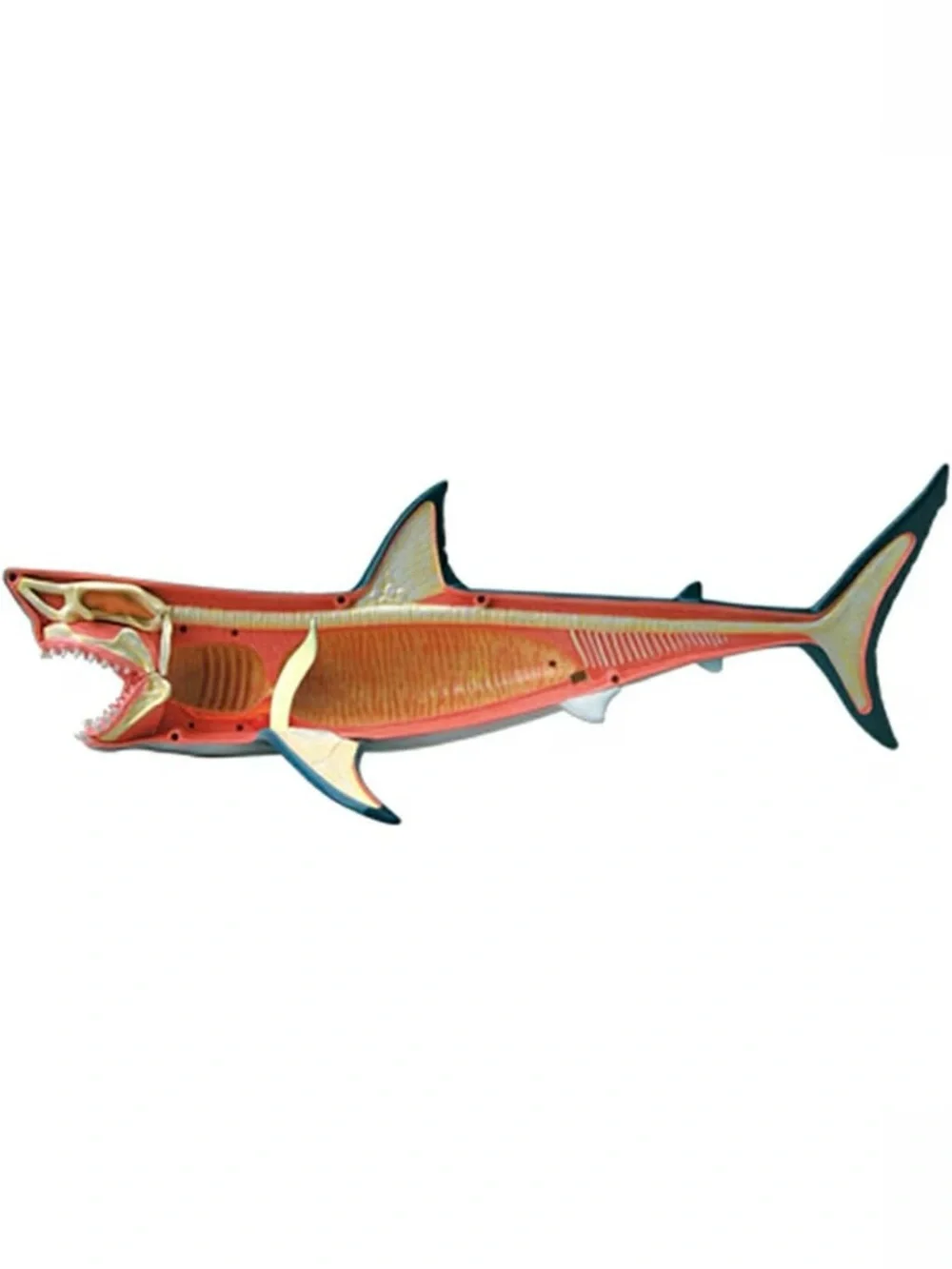 4D Vision Great White Shark Anatomy Model - New In Box perfect for SHARK WEEK